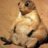 el_gato